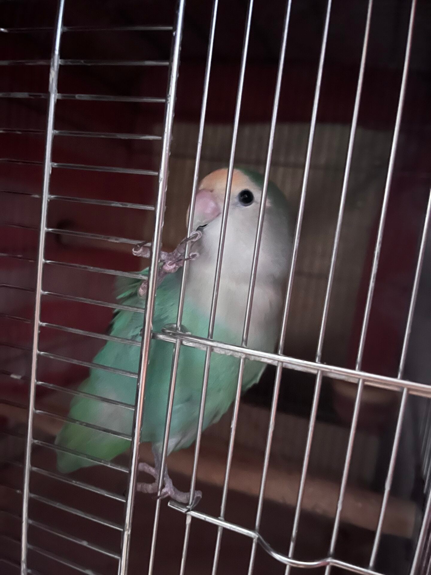 おやすみなさいの後に… | 全力インコ！ピノでちッ！